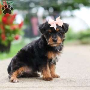 Riot, Yorkie Poo Puppy